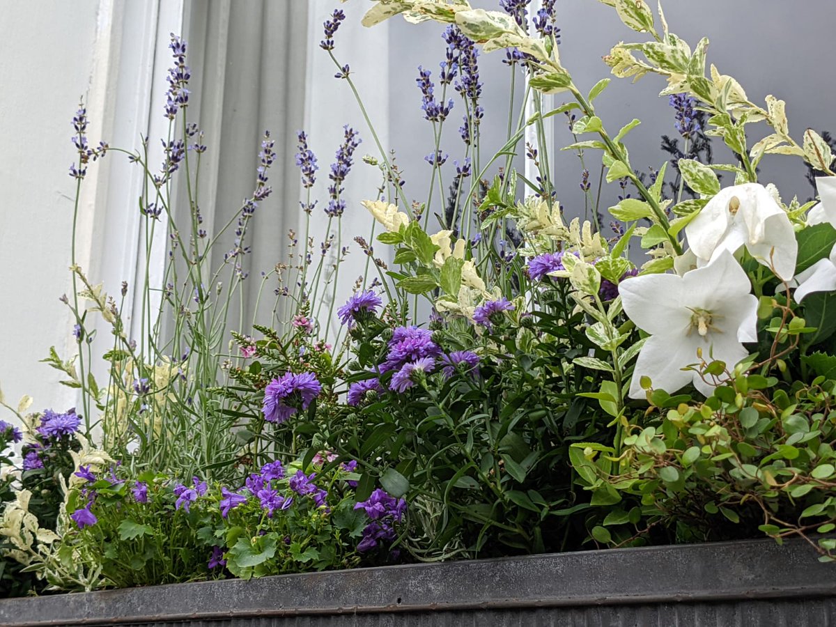 living_windows's tweet photo. Pinks and purples for this planting membership!
Like this look? Shop our zinc plated #windowbox planter: https://t.co/afkq9dWqCJ
#windowboxwednesday #windowboxesofinstagram #windowboxgarden #windowboxgoals #prettylondon #londoner #londonlife #mylondonhome #londonhome https://t.co/4KIqkyfSr8