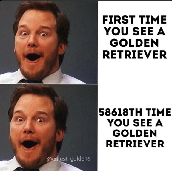 Are there EVER enough?  I still look like this...
You?

(Cutest_Goldens IG)