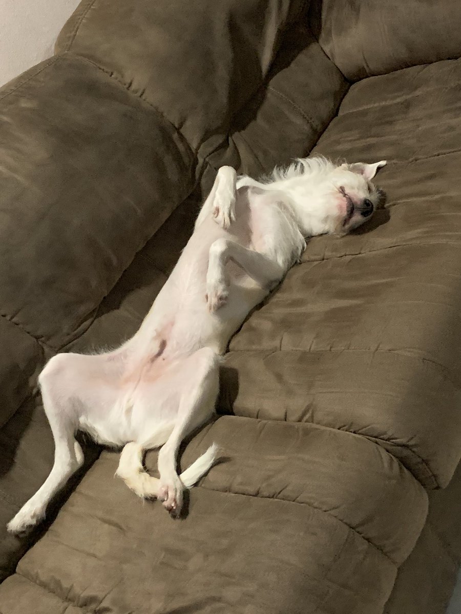 dailybimbo's tweet photo. and why he eepy 😂 https://t.co/5DdH41VGLk