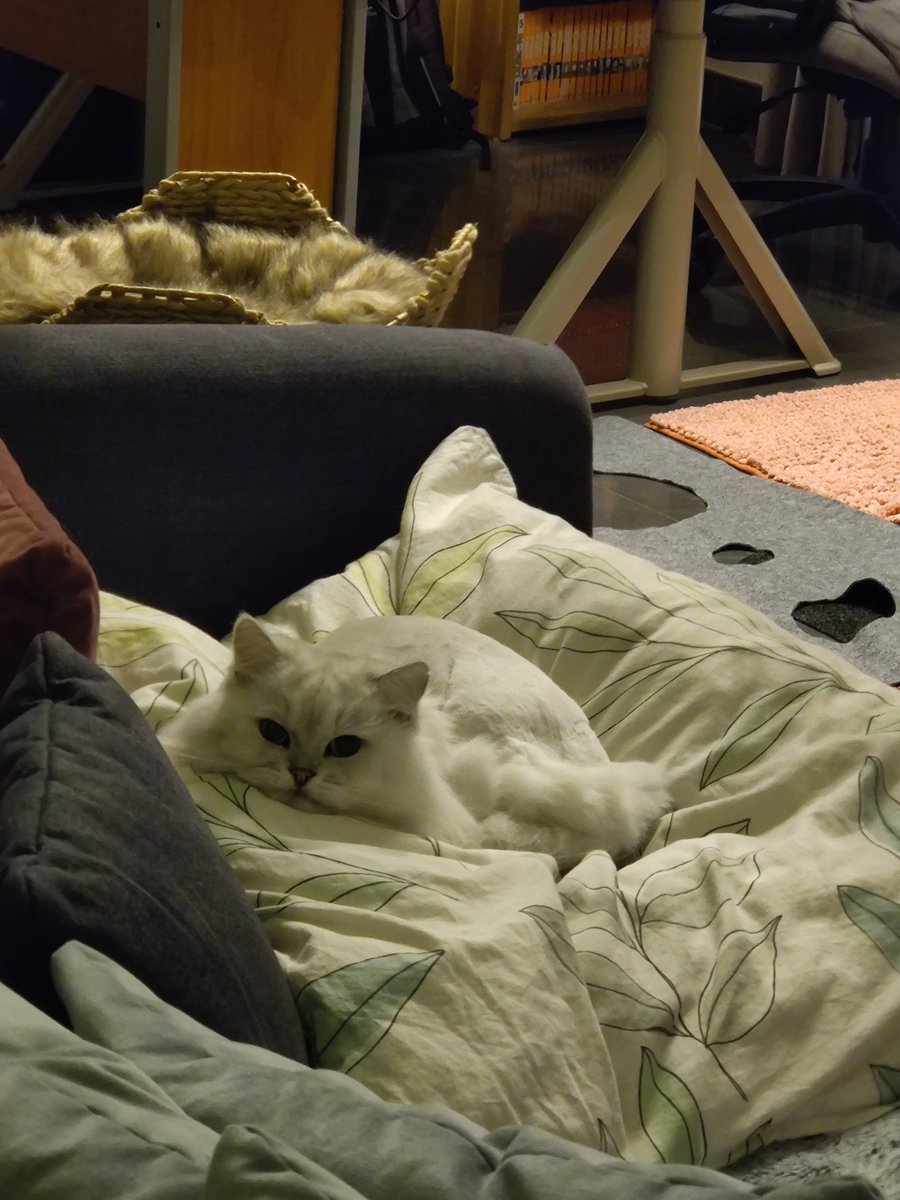 MelemBayati's tweet photo. When your cat discovers your pillow on the couch, you will have a hard time getting it back 🤔😅 #catcontent https://t.co/FPPenyvEiw