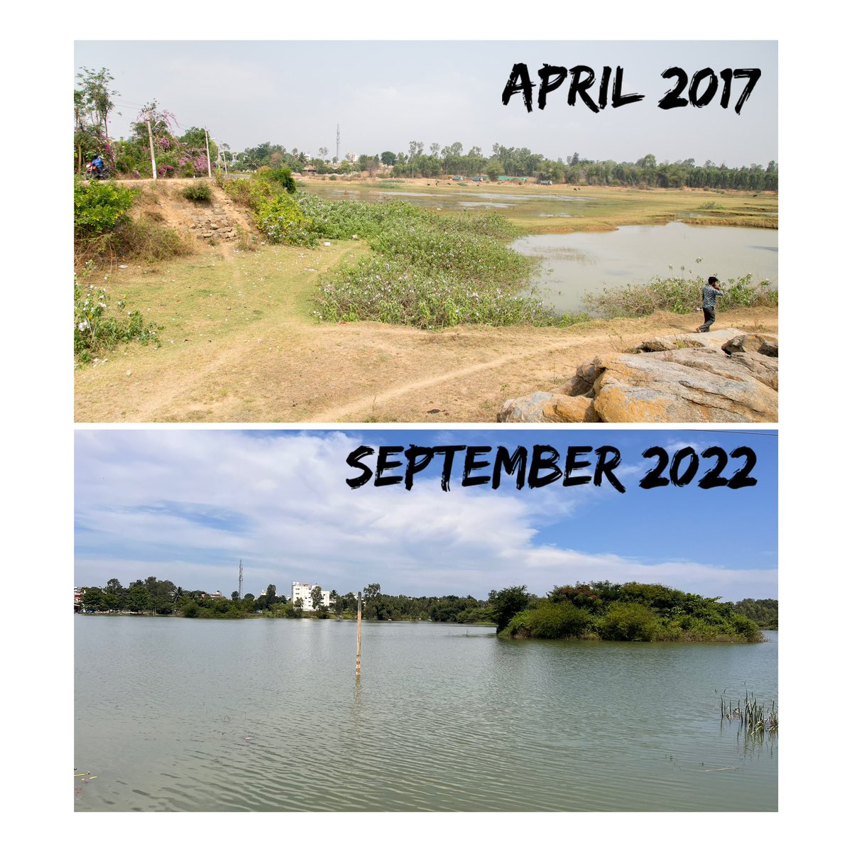 AMalligavad's tweet photo. Our First Lake of Kyalasanhalli..it’s becoming ecological habitat year on year with RICH FOREST…BIRDS…AQUATIC LIFE ….Last 5 years self sustaining because of community around it💧🌳🐟 https://t.co/qrTGxNHcfN