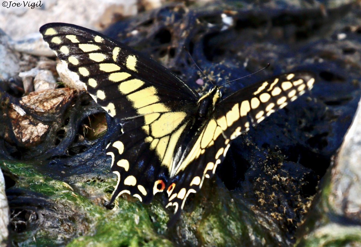 Joe Vigil tweet media