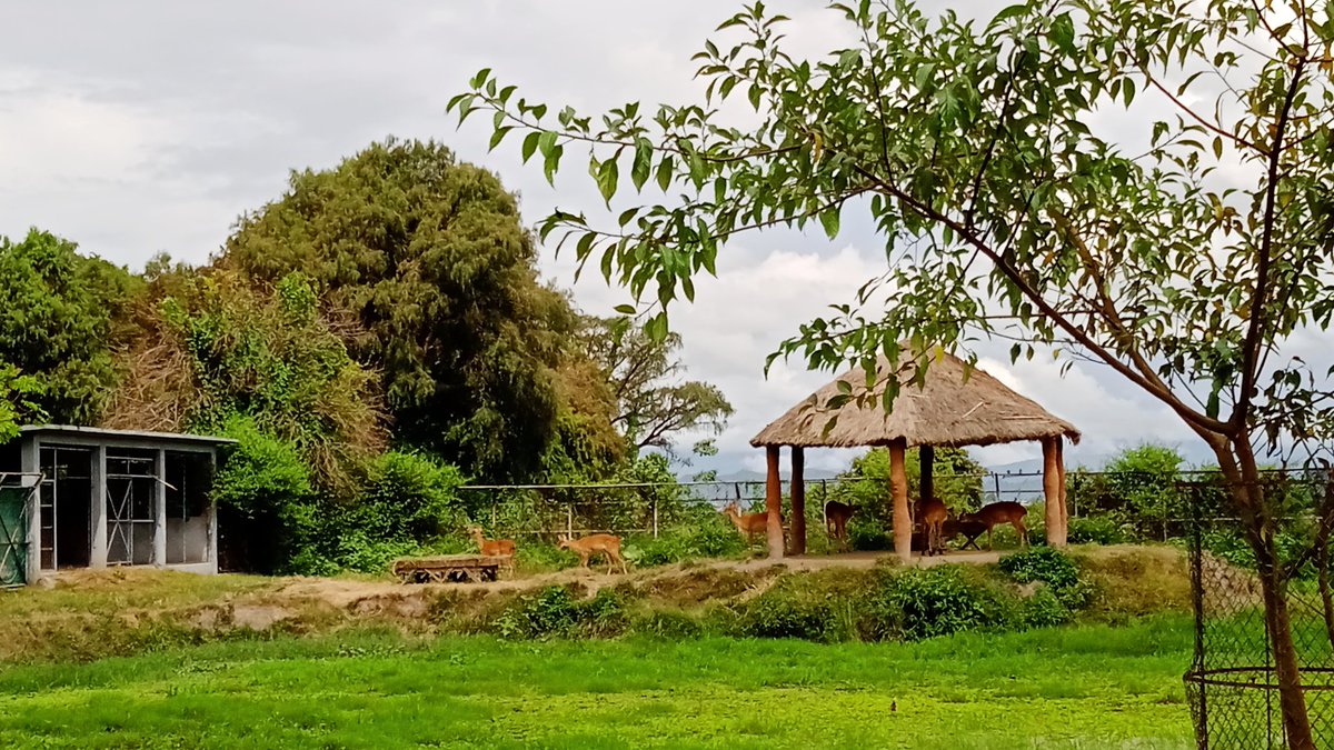LunnLhouvum's tweet photo. Thrilled on seeing Sangai enclosure in Manipur Zoological Garden, Imphal. https://t.co/HcpesM93ZF