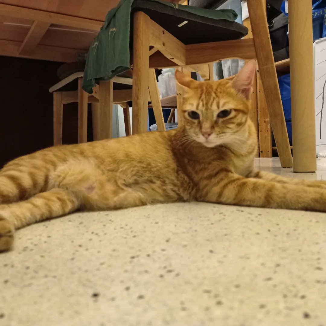 zedecksiew's tweet photo. Day 3 Without Sharon:

Her cats are missing her. I know because they are even more needy than usual, and generally hang about on the floor next to my work desk all day ...

#localfauna https://t.co/qMWbEJ9rEm