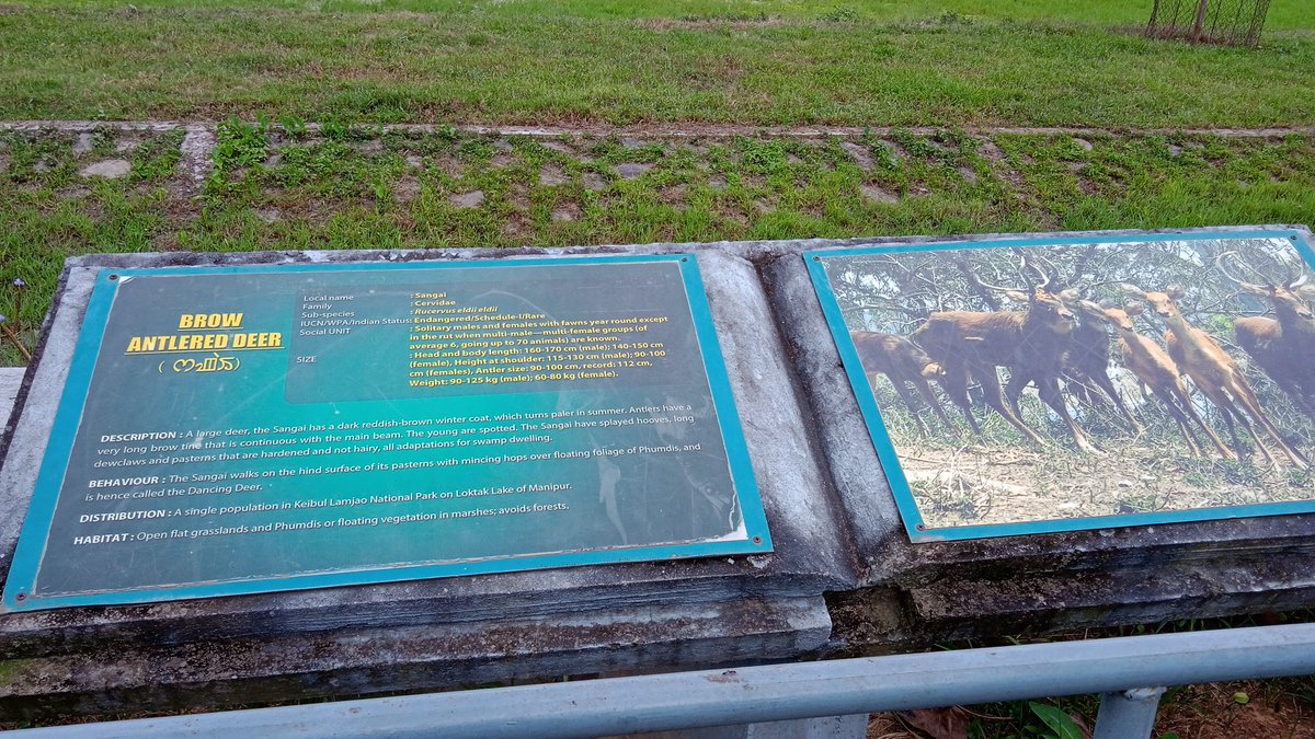 LunnLhouvum's tweet photo. Thrilled on seeing Sangai enclosure in Manipur Zoological Garden, Imphal. https://t.co/HcpesM93ZF