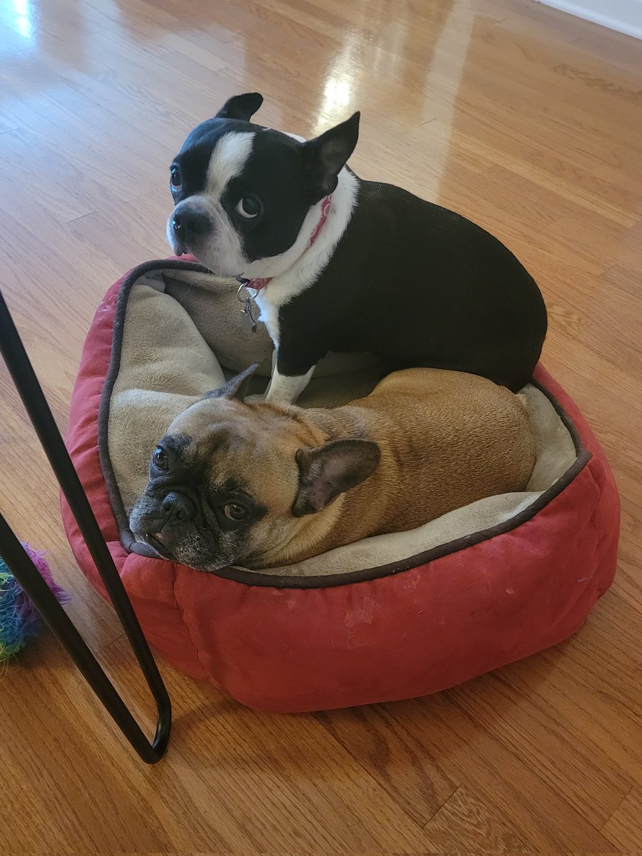 CounselorDeb07's tweet photo. Loved having these 2 coworkers to keep me company during our remote work day today! 🥰 Mabel is ready for #tongueoutTuesday 👅every day of the week - and Zoey is content to have the dog bed to herself 🎟😁
#squishyfacesarethebest 
#BostonTerrierlove #FrenchBulldoglove https://t.co/2yfDCE7yXA