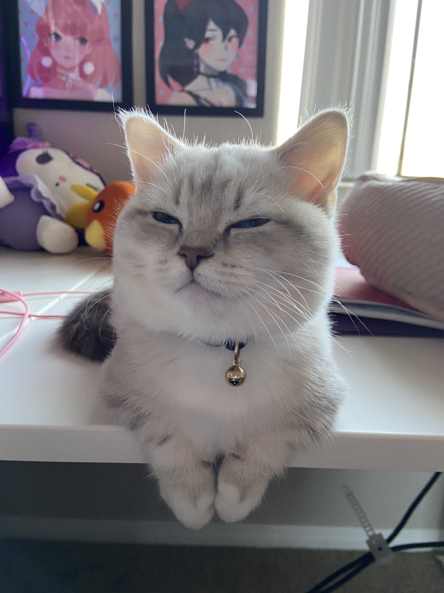 BootyHimee's tweet photo. She has taken over my desk https://t.co/9LbYadCgC9