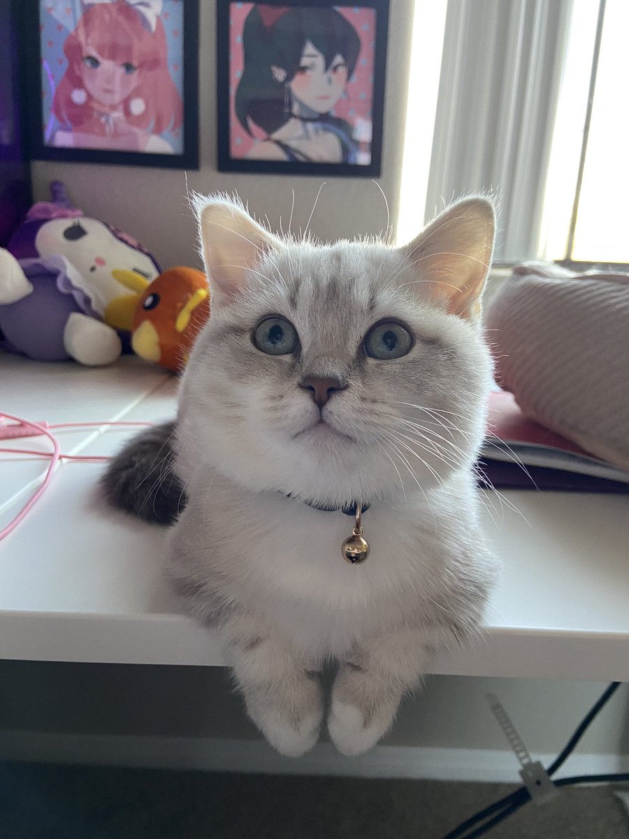 BootyHimee's tweet photo. She has taken over my desk https://t.co/9LbYadCgC9