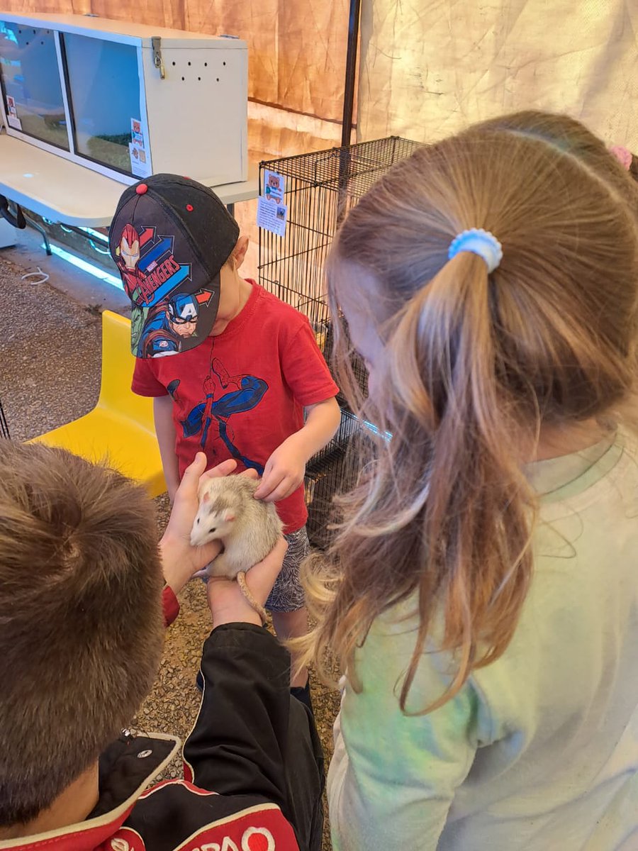 humkoop's tweet photo. Here is another Ssssssssneak preview of what you can expect at the MELKFEES 2022 23+24 Sept, Ferry Hotel, Gamtoos!
20 different type of animals that kids can pick up and take pics with and learn about.  Exotic pets farm animals and reptiles! #festivals #kouga https://t.co/OEuC8Gh2Nj