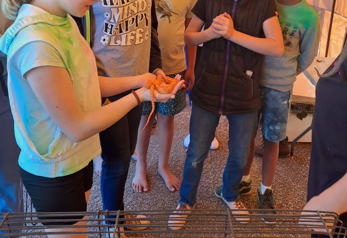 humkoop's tweet photo. Here is another Ssssssssneak preview of what you can expect at the MELKFEES 2022 23+24 Sept, Ferry Hotel, Gamtoos!
20 different type of animals that kids can pick up and take pics with and learn about.  Exotic pets farm animals and reptiles! #festivals #kouga https://t.co/OEuC8Gh2Nj
