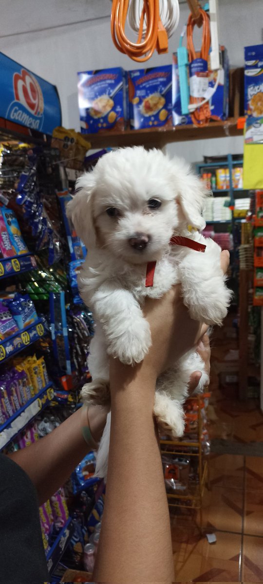 DioracyOlivarez's tweet photo. 🐶 https://t.co/vxksM5SlWH