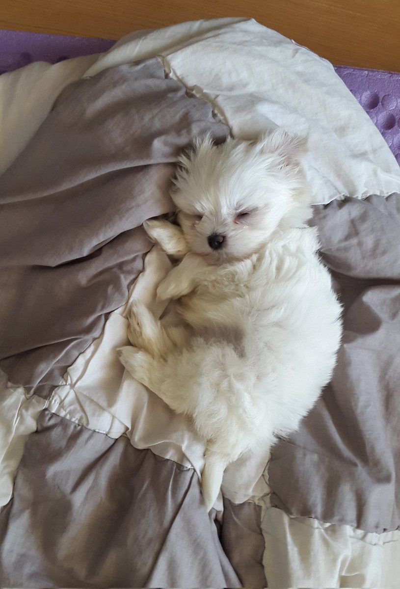 질 수 없다 우리집 아기 필살기 보여줌