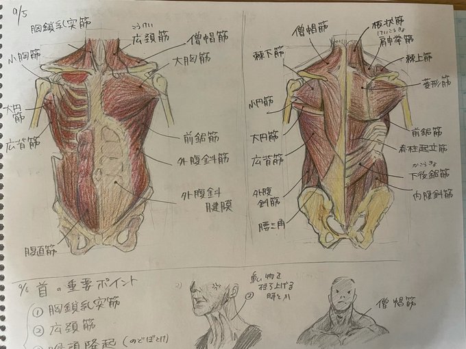 筋肉!割と楽しい 