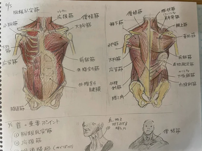 筋肉!割と楽しい 