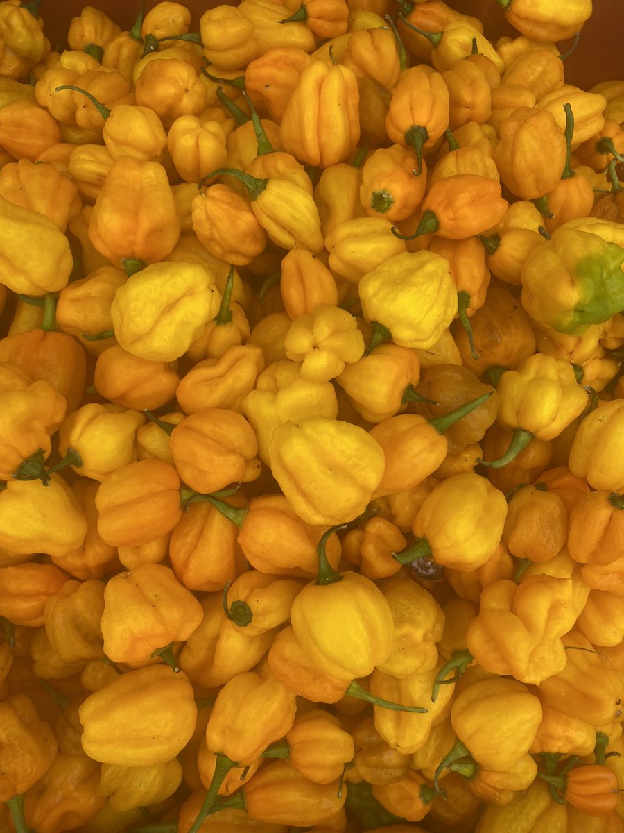 SoulGardenFarm's tweet photo. Now offering wholesale quantities of different hot peppers by the 5 lb case or by the bushel! 

 offering banana, peach aji, shishito, ghost l, scorpion, free port and moa scotch bonnet, red savina Hab yellow fever and many more! Hit me up here or email solrayefarms@gmail.com https://t.co/aAC2GBa37w