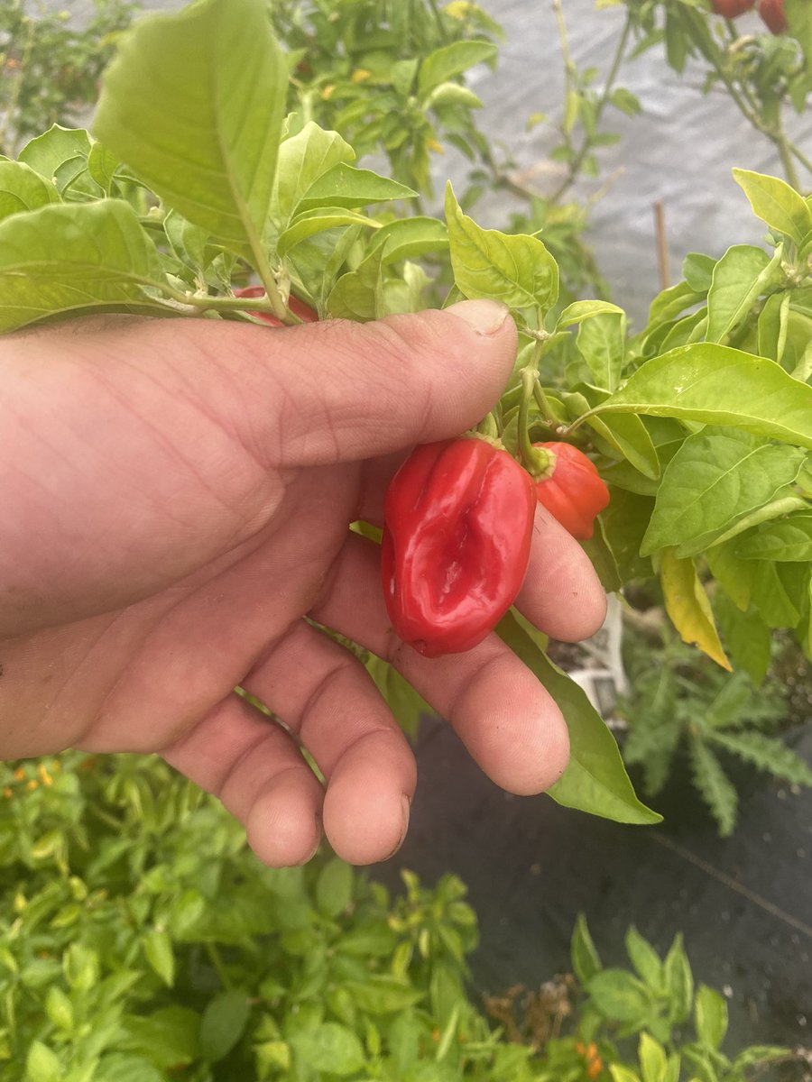 SoulGardenFarm's tweet photo. Now offering wholesale quantities of different hot peppers by the 5 lb case or by the bushel! 

 offering banana, peach aji, shishito, ghost l, scorpion, free port and moa scotch bonnet, red savina Hab yellow fever and many more! Hit me up here or email solrayefarms@gmail.com https://t.co/aAC2GBa37w