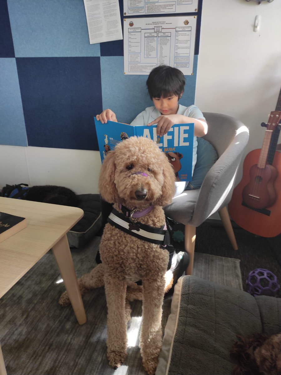 LansvaleEast's tweet photo. Enjoying great learning time with our Wellbeing School Support Dogs #dogsofdoe @LansvaleEast @NSWEducation #lovewhereyoulearn https://t.co/0H2S9IkPPx