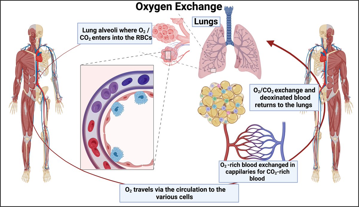 Crazie_Daizee's tweet photo. 🚨NEW PAPER - MUST READ!
Fantastic academic review about #LongCovid 
Covers almost EVERYTHING known to date.
Unfortunately except a cure.
👉🔗[ https://t.co/v6HeuLDpuh ]
PDF [ https://t.co/FNEFPqpDgF ] https://t.co/HTvg8efLBr