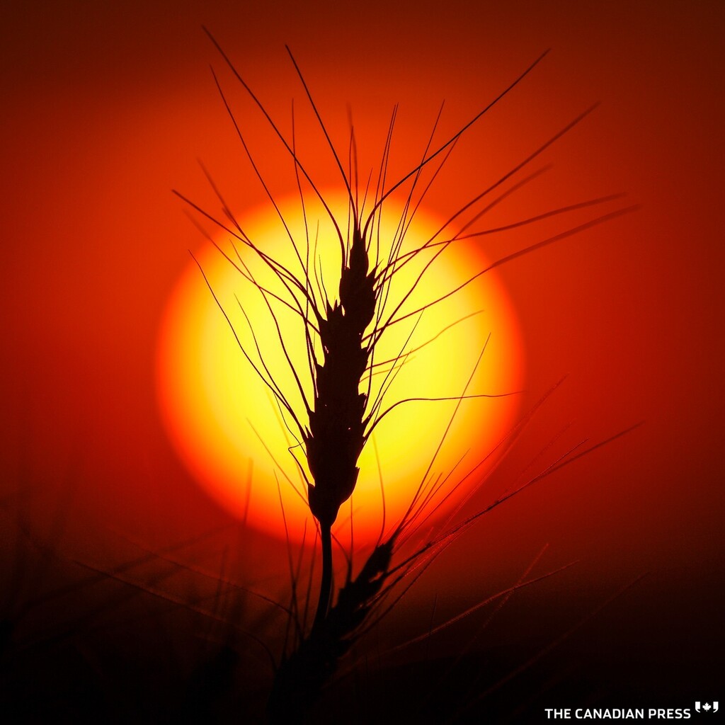 A seed head of wheat is silhouetted by the sun in a wheat crop near Cremona, Alta., Tuesday, Sept. 6, 2022. Canada is the world's sixth-largest producer and one of the largest exporters of wheat, annually producing an average of over 25 million tonnes an… instagr.am/p/CiMRReyLIuX/