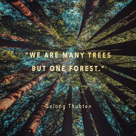 #wearemany #trees #forest #GelongThubten 
#payitforward