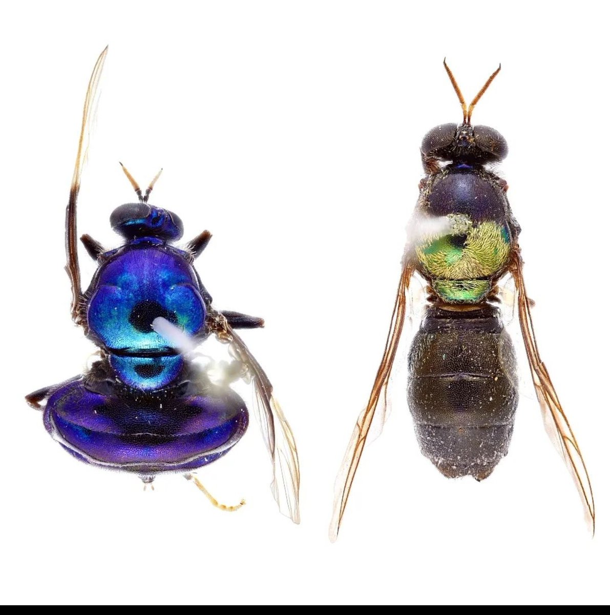 Please think of the less cute and cuddly (🐨😮‍💨) animals that need our protection this Threatened Species Day, like these endangered soldier flies Opaluma opulens (L) & Antissella purprasina (R) 🪰🔥 #ozinverts #ThreatenedSpeciesDay2022