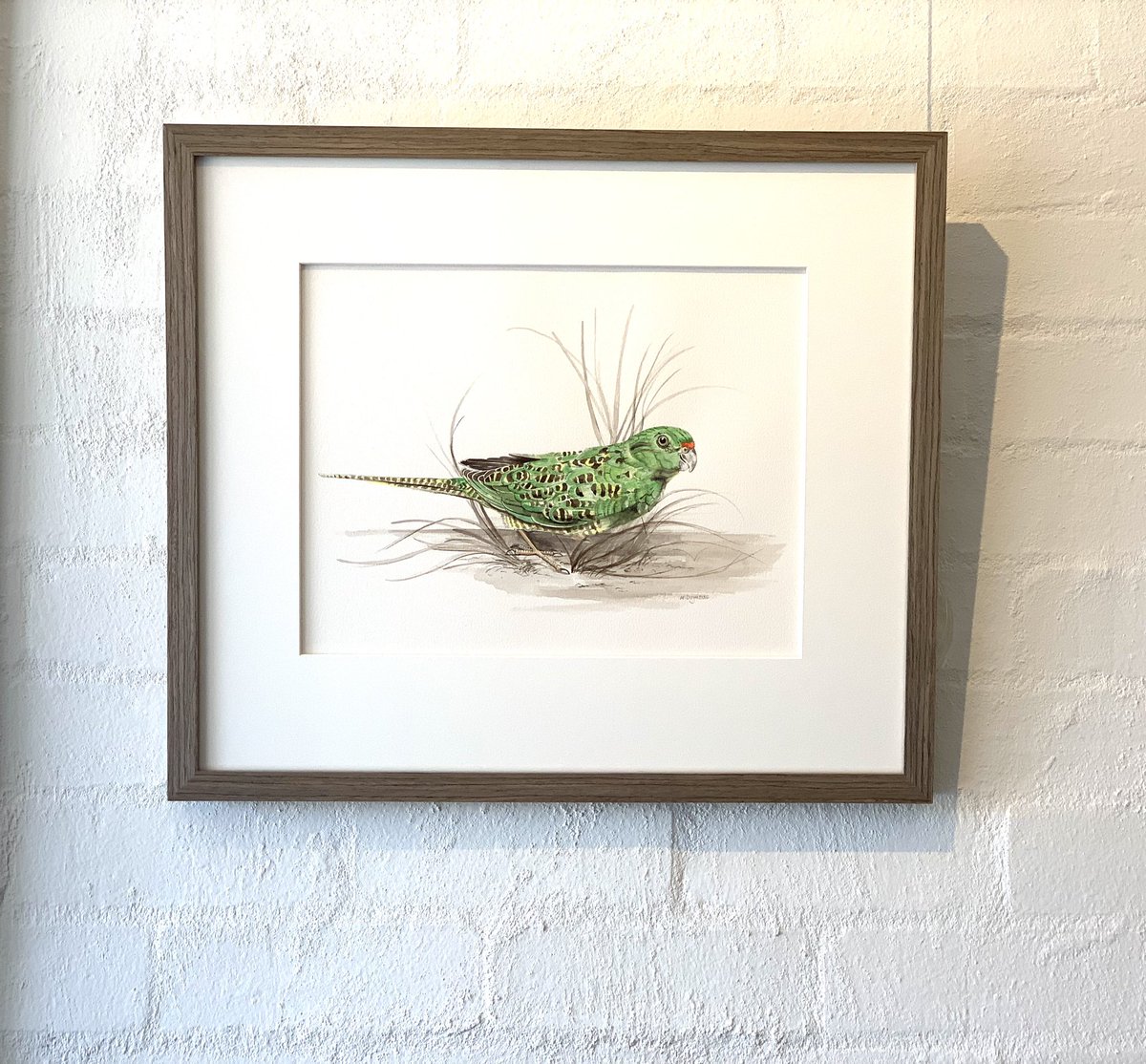 thebirdartistrunner (@michelleduj_) on Twitter photo For #ThreatenedSpeciesDay2022 the beautiful and critically endangered Western Ground Parrot. My painting is on display & for sale at Gallery 93 in Mandurah, WA . Profits of the sale will be donated to <a href="/FriendsWGP/">Friends of the Western Ground Parrot</a> π For #ThreatenedSpeciesDay2022 the beautiful and critically endangered Western Ground Parrot. My painting is on display & for sale at Gallery 93 in Mandurah, WA . Profits of the sale will be donated to <a href="/FriendsWGP/">Friends of the Western Ground Parrot</a> π