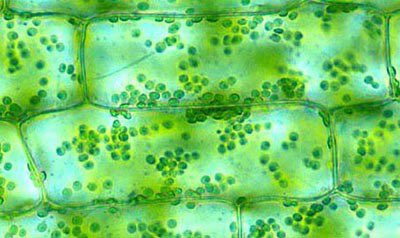c_plast4prez's tweet photo. Getting personal today to let you guys in on my day-to-day life working in the cell🤝 #nofilter #dayinthelife #MHSOrganelleVote2022 https://t.co/D9clL1AR46