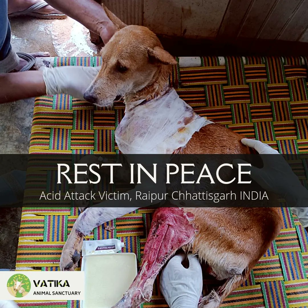 Vatika Animal Sanctuary 🐓🐕🐂🐒🐎🐩🐿️🐦 (@vatikasanctuary) / Twitter Vatika Animal Sanctuary 🐓🐕🐂🐒🐎🐩🐿️🐦 (@vatikasanctuary) / Twitter