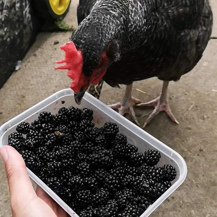 fars_sanctuary's tweet photo. We're absolutely SWAMPED with blackberries right now 🫐 &amp; lots of the animals are tucking in 😋 (Believe it or not, #RichTeaBiscuits have taken a backseat for now 🍪!) Fruit isn't usually on the menu for sheepies but #BigMandy's 👑🤪 purple tongue tells its own story... 😃 https://t.co/3MzLRXVOZp