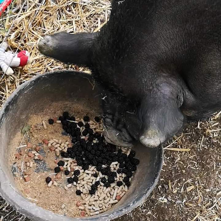 fars_sanctuary's tweet photo. We're absolutely SWAMPED with blackberries right now 🫐 &amp; lots of the animals are tucking in 😋 (Believe it or not, #RichTeaBiscuits have taken a backseat for now 🍪!) Fruit isn't usually on the menu for sheepies but #BigMandy's 👑🤪 purple tongue tells its own story... 😃 https://t.co/3MzLRXVOZp