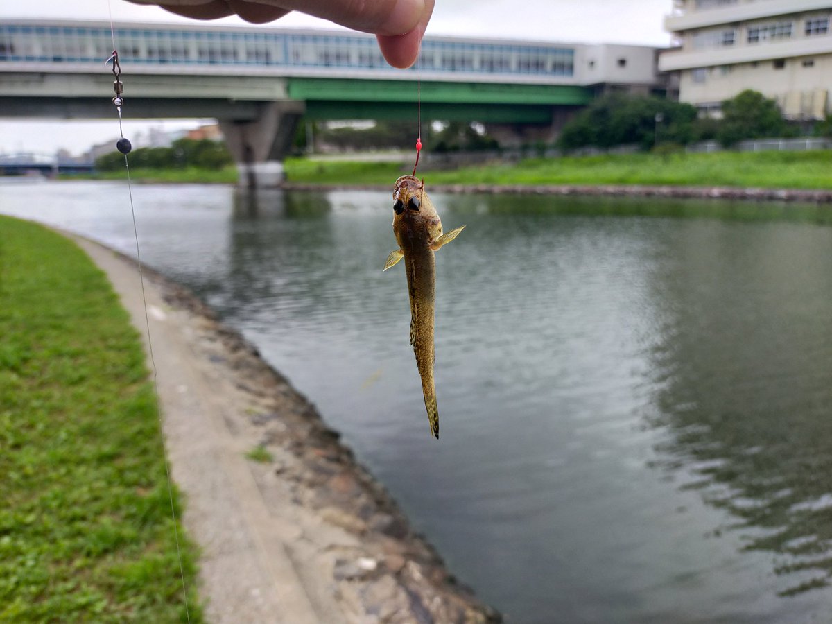 ct_fishing's tweet photo. 釣りツアーで東京都江東区を流れる旧中川に来ています
本日のターゲットはマハゼ
大きい魚に引けを取らない面白さ
手元に伝わるプルプルッという小気味よい引きを楽しんでいます
#釣りツアー　#ハゼ釣り　#CT釣り部 https://t.co/mj4fuDg4l2