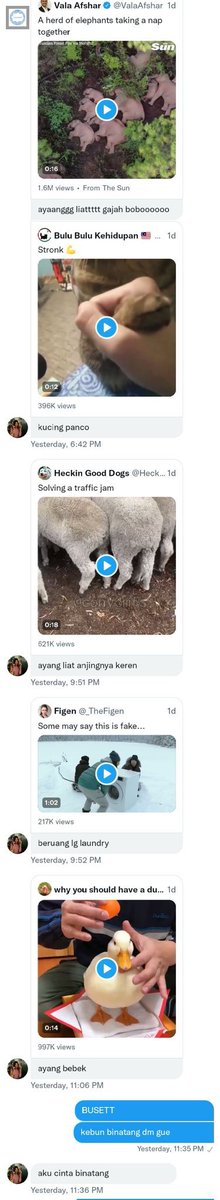convomfs's tweet photo. 🤍 dm dari cewe gua nih. apakah gua harus bikin kebun binatang pribadi buat keluarga gua kelak? 🙄 https://t.co/jaE0JQSdmG