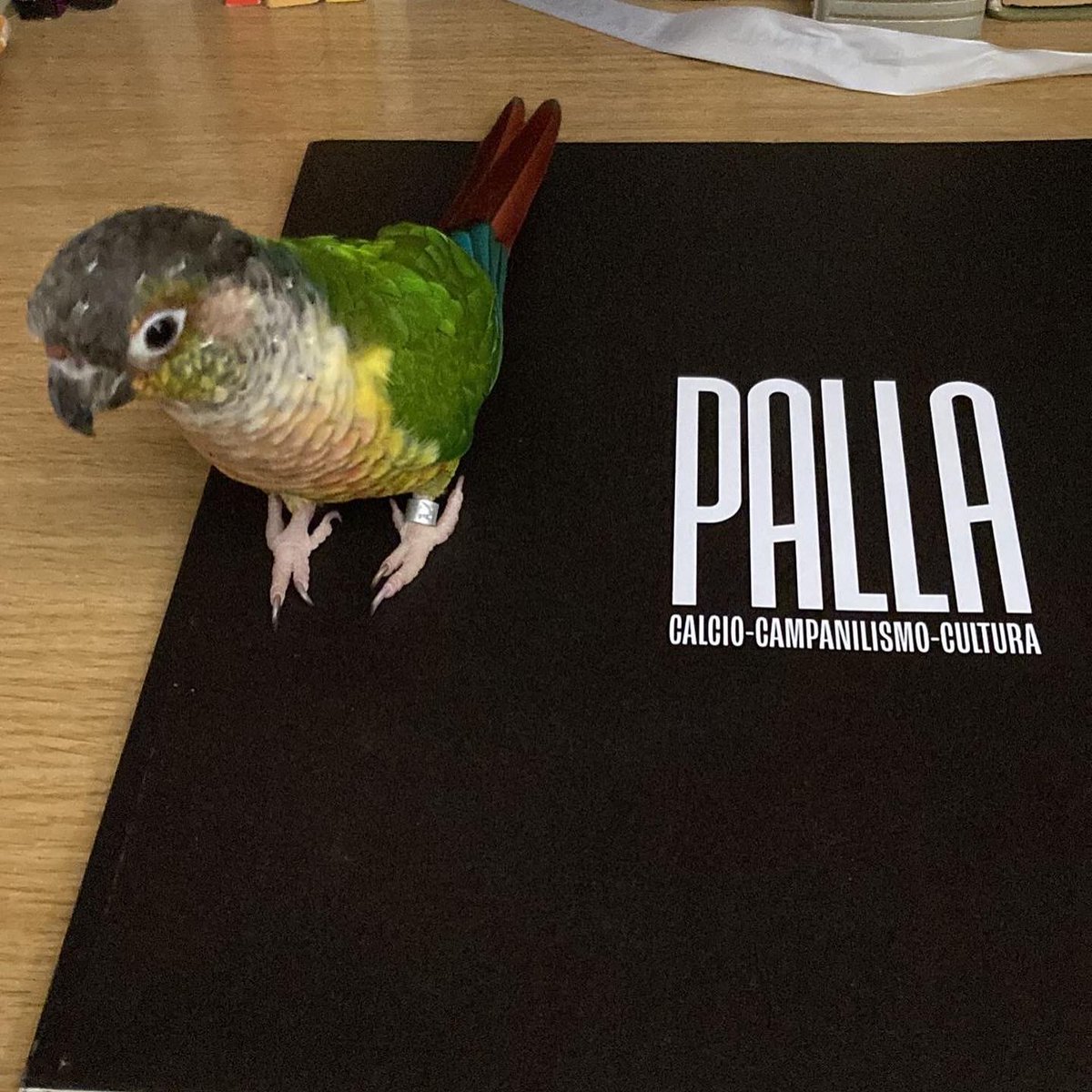 A few images of PALLA in the wild.