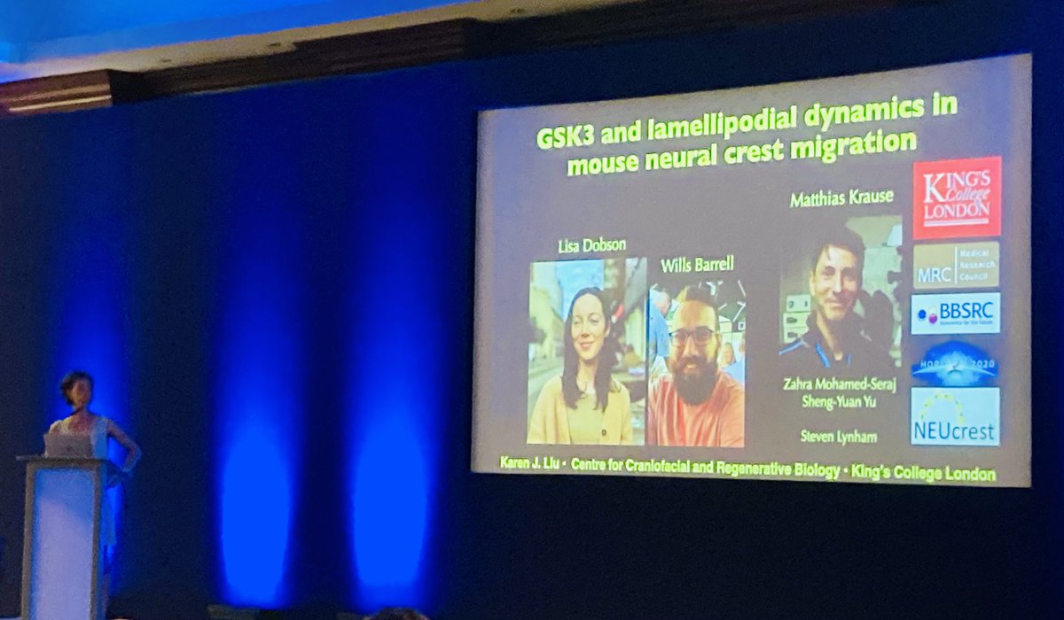 Shoutout to @KarenJLiu from @CCRB27 for an amazing talk about the role of GSK3 and Lamellipodin on #neuralcrest migration #ISDBSDB22 Check out her posters P43 & P44 featuring @The_MRC Congenital Anomalies Cluster