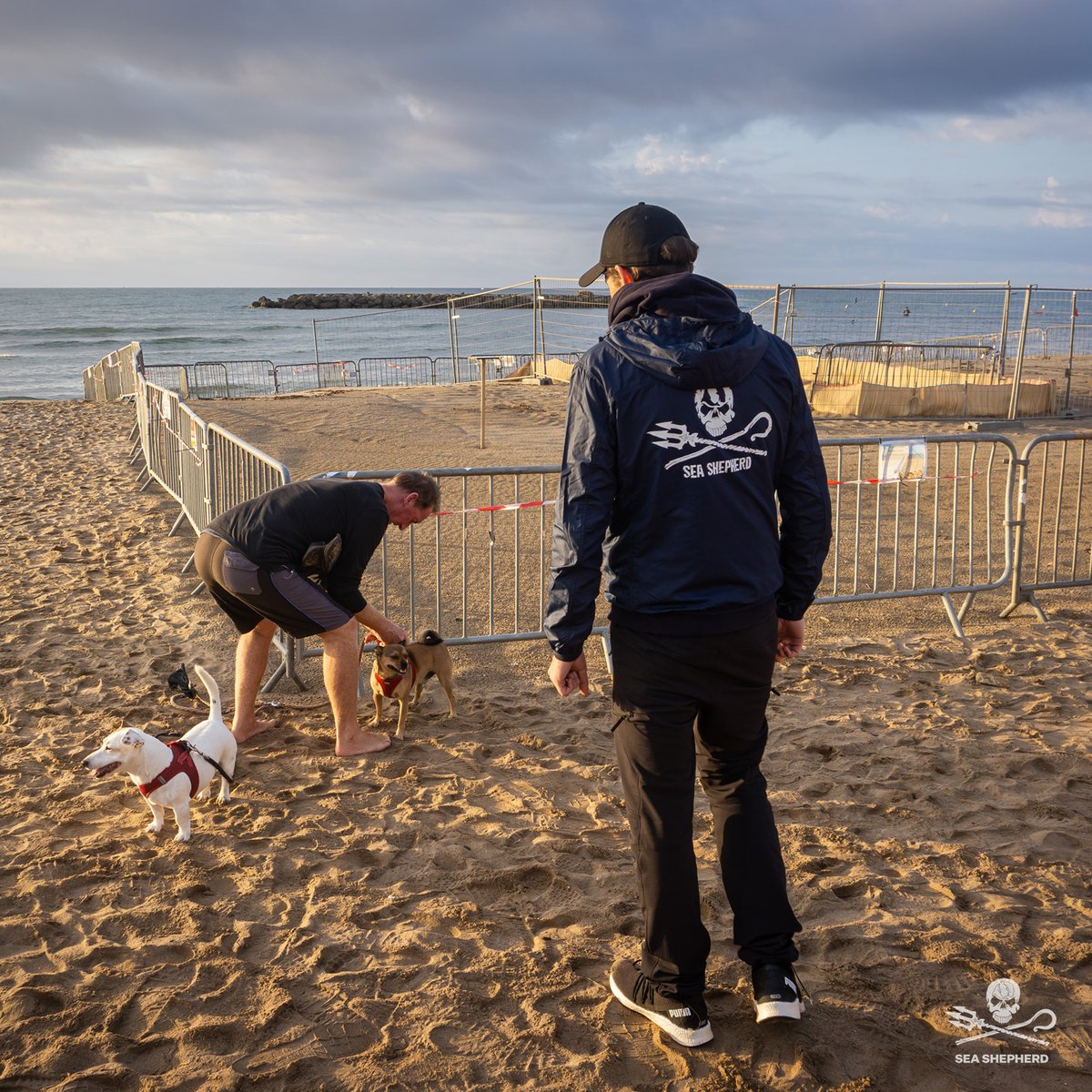 SeaShepherdFran's tweet photo. Valras : un nid de tortue sous haute surveillance.
#seashepherdfrance #tortue #valrasplage #mediterranee https://t.co/rRM6UPffaD