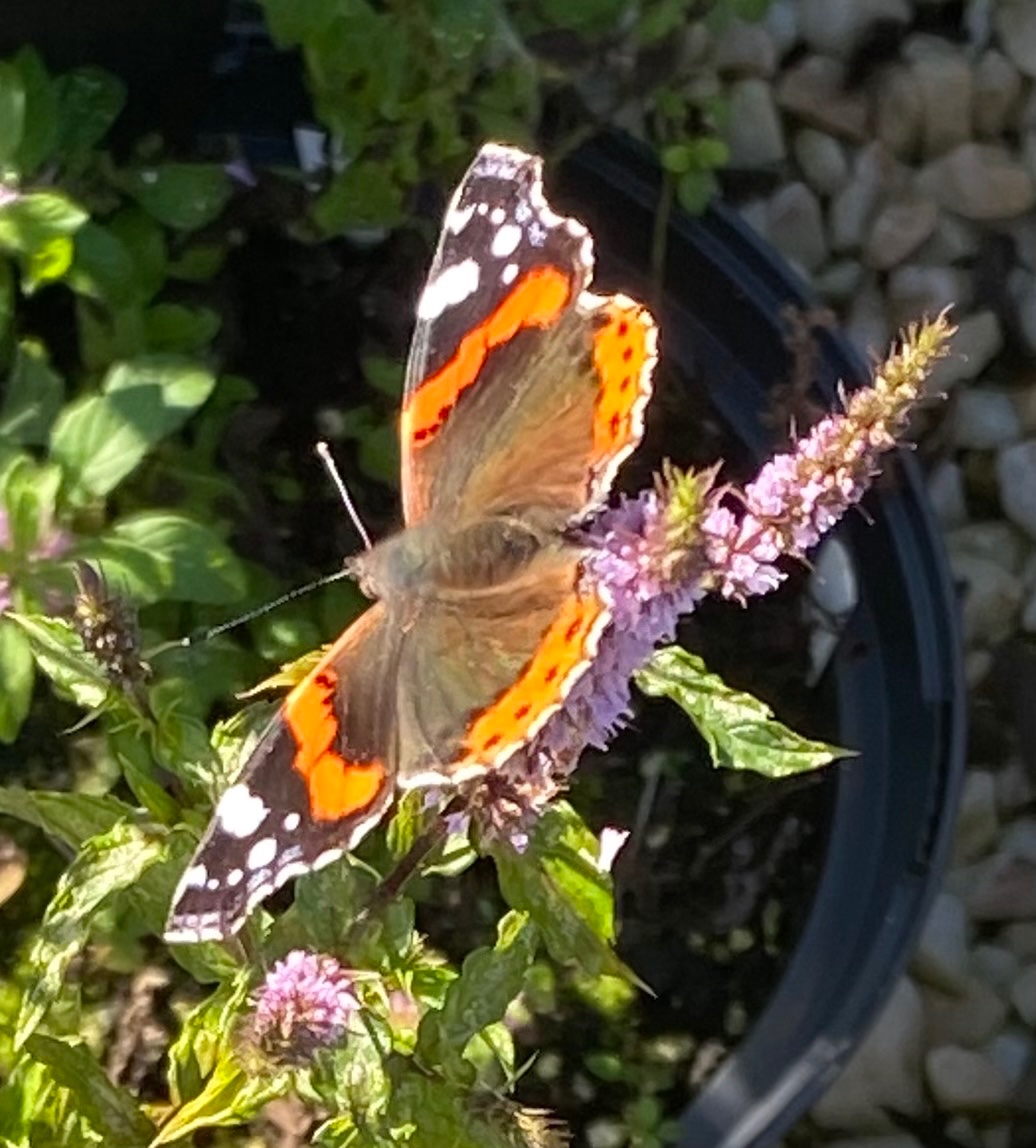 mint_aholic's tweet photo. Mentha × piperita f. citrata 'Basil' enjoying a visit in the Fife sunshine from a Red Admiral butterfly.

#Mentha https://t.co/Lq8iBtMZXz