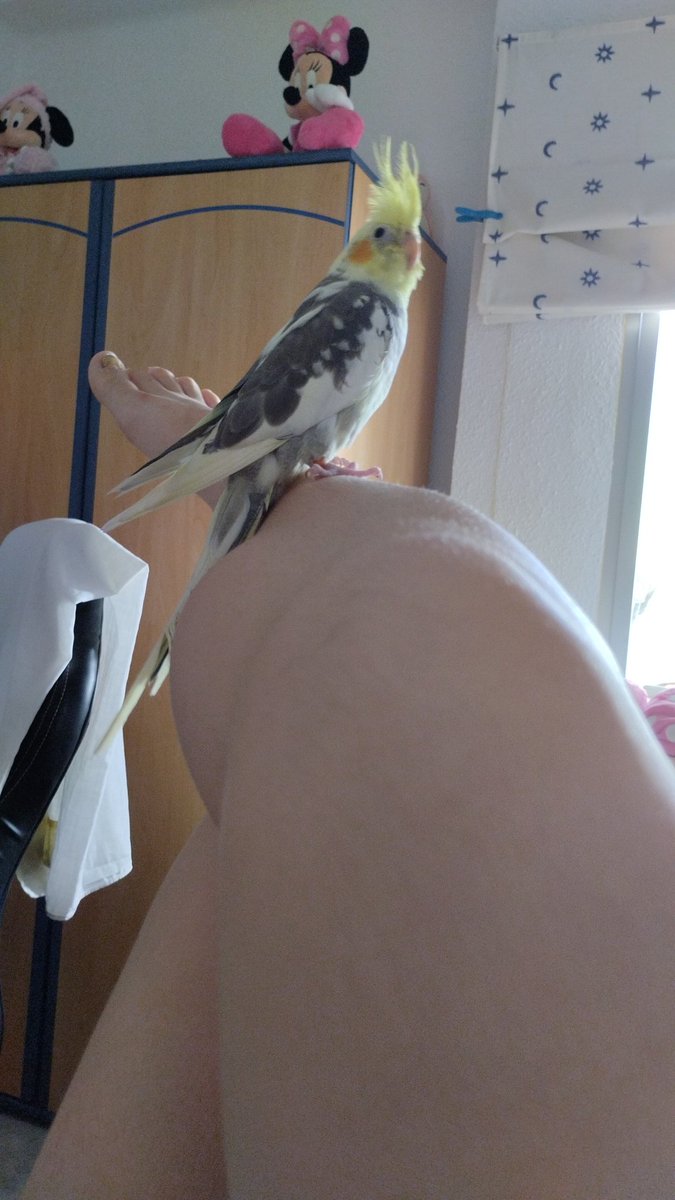 itsryui's tweet image. volvió a los viejos tiempos de estar en mi pierna.