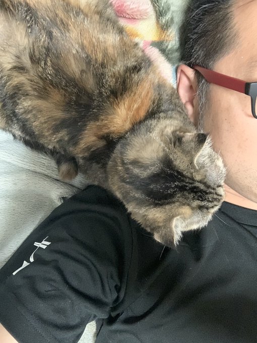 寝っ転がってYouTube見てたら一緒に見てる猫
⌒( `ᾥ' )( ΦωΦ)📱たっくーさんやないか 