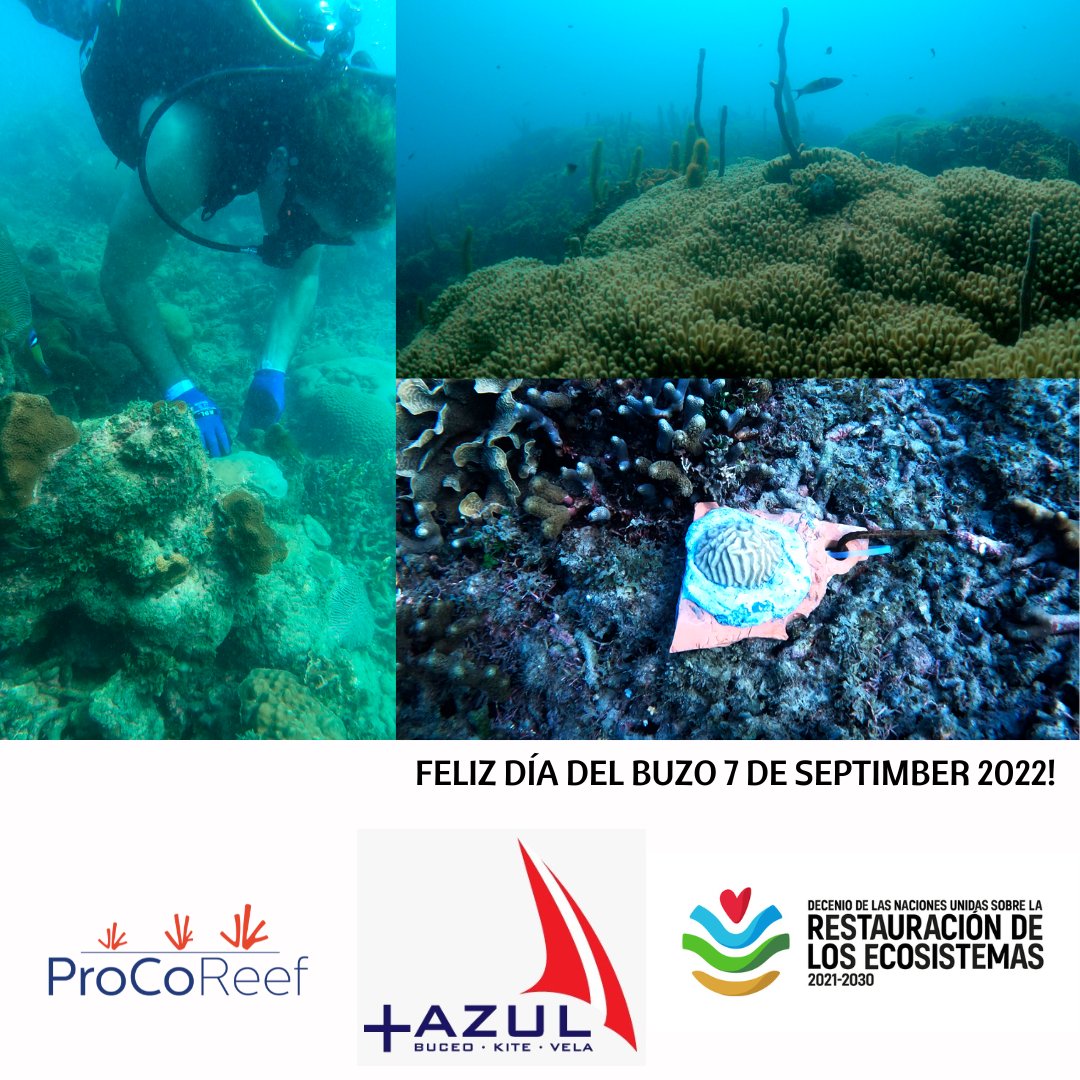 ProCoReef's tweet image. Feliz día del buzo 2022!
Queremos contar que tenemos una nueva alianza con el centro de buceo @masazulbuceokitevela, gracias a la cual ofreceremos cursos de restauración de arrecifes de coral en #IslaFuerte! 

#DíadelBuzo #Diveday #Biodiversidad #GeneraciónRestauración
#Corales