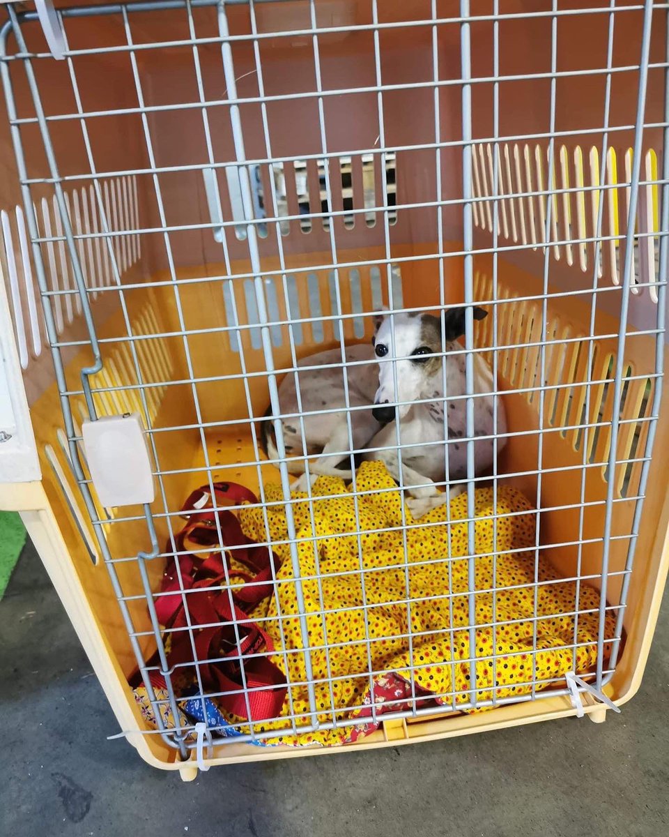 Our China Whippets Cinders and Clementine are boarding their flight in Toronto and are homeward bound to Newfoundland❤️