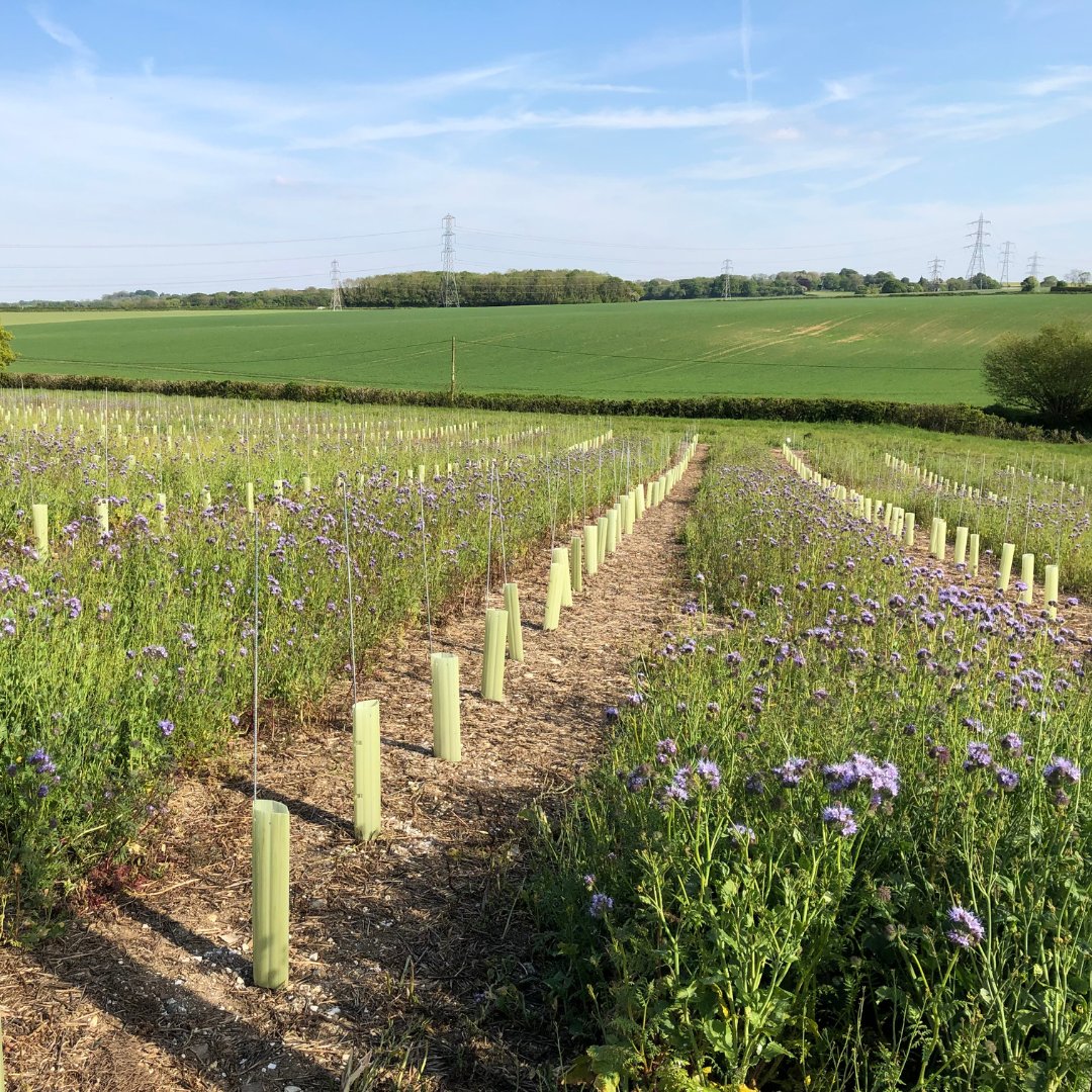 <a href="/Penn_Croft/">Penn Croft Vineyards</a> Owner Simon Porter says, "most trained viticulturists would describe the vineyard as scruffy", but Simon has experienced that "the public love the story of cover crops, flowers, long grass and all the environmental benefits that go with that". 💚