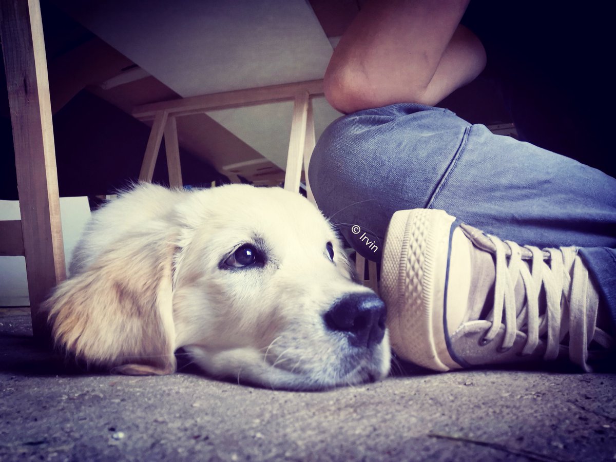 CharlieLiko's tweet photo. Au boulot, en bonne compagnie ❤️☺️

#peinture #decor #dogs #Chien #acrylicpainting #Goldenretrievers https://t.co/1tBmY1MGAd