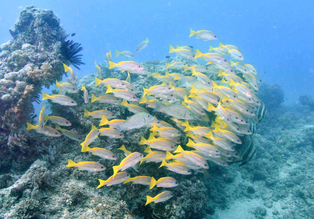 Did you know coral reefs are some of the most biodiverse ecosystems on the planet?

Despite occupying as little as 1% of the ocean floor, coral reefs are thought to contain as much as 25% of all marine species! What an incredible hotspot of life.

📷: Prof. Justin Marshall