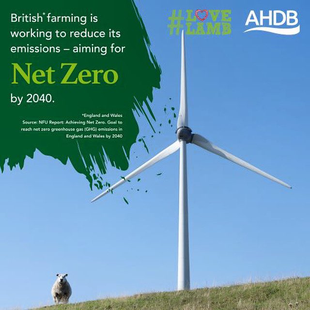 Love Lamb Week tweet media