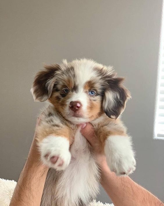 So cute 😍 😍 😍 

(image: <a href="/animaladvocate/">animaladvocate</a>)