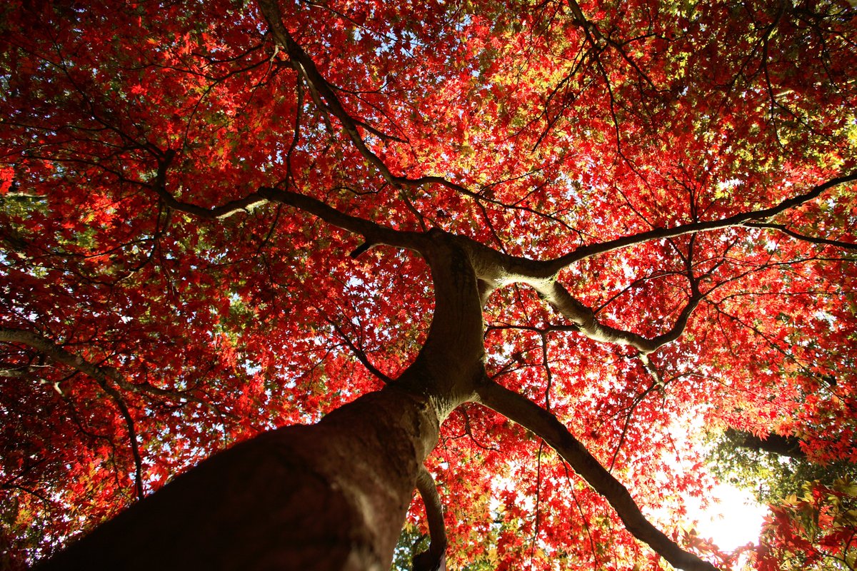 WestonbirtArb's tweet photo. #FalseAutumn leaf drop may feel like the season has been and gone, but typically only 20 percent of leaves are dropped early. Thereβs plenty left for a full autumnal display! The best is yet to comeβ¦ π https://t.co/7kFoK88Hl9 https://t.co/EvJ2fKyoE6
