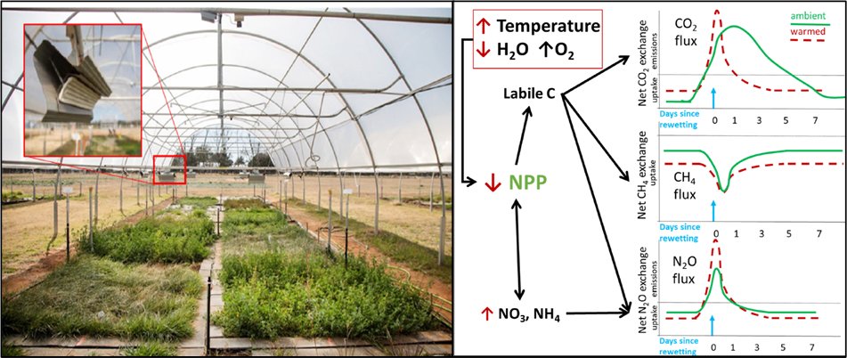 Hiring a #Postdoc in soil-atmosphere #GHG exchange under climate change. Join our team to investigate #rhizosphere #microbes #root #traits #CO2 #CH4 #N2O #fluxes #modelling #climate-smart #pasture. Apply by Oct 3! seek.com.au/job/58349944 @westsyduhie @edavidsonUMCES @debjani_sihi