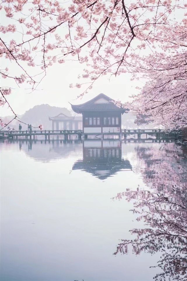 Lin44119588's tweet photo. 山深未必得春迟，处处山樱花压枝。 https://t.co/3TL2gJRyDs