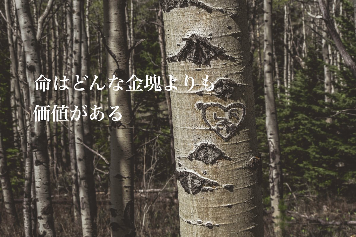 borntobowe's tweet photo. おはようございます���

豊かで素敵な言葉で自分を送り出そう！
一生懸命な私は素敵❗️🦜

YES!YES!YES!🌈

良い1日を❣️

#おは戦40920sk🔥
#自然
#風景写真
#応援 https://t.co/8GhCgWeFAB