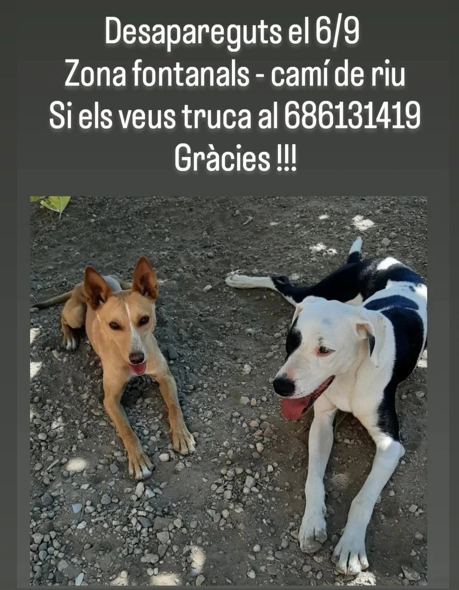 ferran_amill's tweet image. 